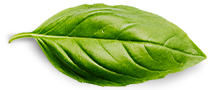 icone leaf